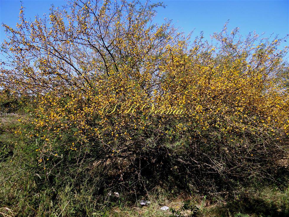  Plant in bloom